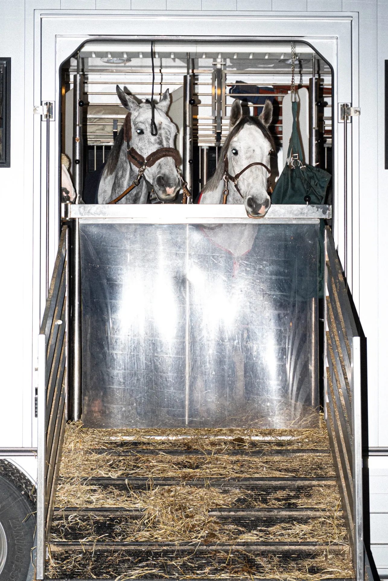 Bild på hästar i hästlastbil