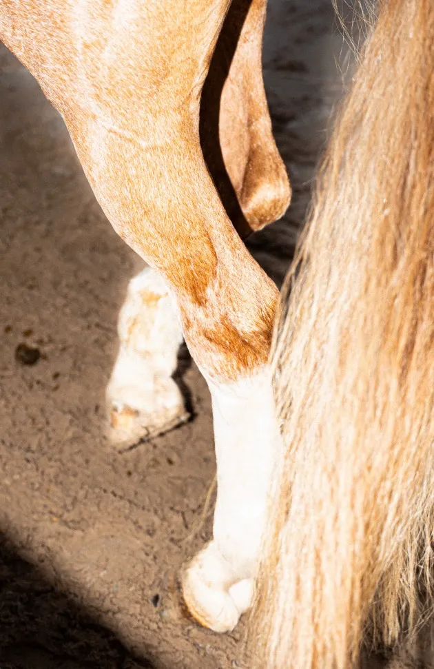 Bild på häst som skrittar